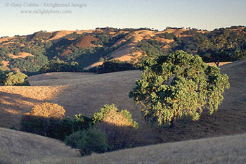 First light of morning on oak trees in summer, near Sheep Ridge, in the rural hills of Santa Clara County, near Morgan Hill, California