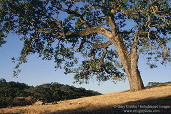 Afternoon light on oak tree in the rural hills of Santa Clara, near Morgan Hill, California