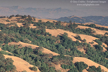 Rolling grass and oak tree covered hills in summer, near Gilroy, California