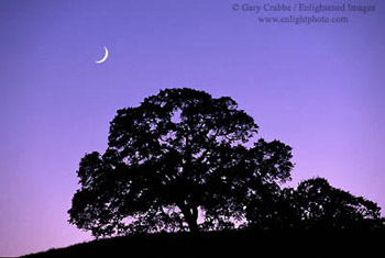 Crescent moon in evening light over lone oak tree in the rural Santa Clara county hills, near Gilroy, California