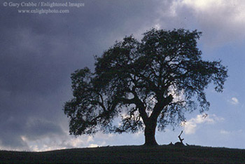 Lone oak tree and storm clouds, near Mount Hamilton, Santa Clara County, California