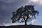 Lone oak tree and storm clouds, near Mount Hamilton, Santa Clara County, California