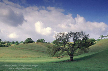 Spring storm clearing over an oak tree in green grass field in the rural hills of Santa Clara County, near Mount Hamilton, California