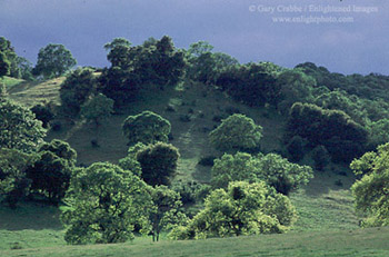 Green grass and oak trees in spring, near Mount Hamilton, rural Santa Clara County, California