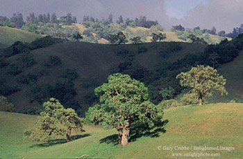 Oak trees in spring in the rural hills of Santa Clara County, near Morgan Hill, California