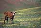 Young calf in field of wildflowers in spring, Isabel Valley, near Mount Hamilton, rural Santa Clara County, California