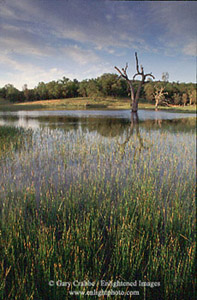 Grass and lone tree in pond on ranch in the Isabel Valley, below Mount Hamilton, Santa Clara County, California