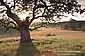 Sunset and oak tree in Isabel Valley, near Mount Hamilton, Santa Clara County, California