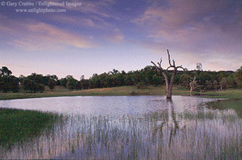 Evening light reflected in pond in Isabel Valley, near Mount Hamilton, Santa Clara County, California