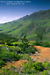 Photo: Green hills in spring near Christy Ranch, Santa Cruz Island, Southern California Coast