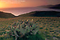 Photo: Sunset light over native cactus near Christy Beach, Santa Cruz Island, Channel Islands, Southern California Coast