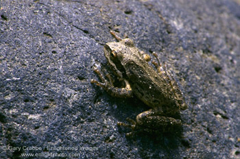 Photo: Tree toad on rock, Santa Cruz Island, Channel Islands, Southern California Coast