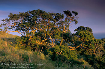 Photo: Sunset light on oak tree and green hills, Santa Cruz Island, Channel Islands, Southern California Coast