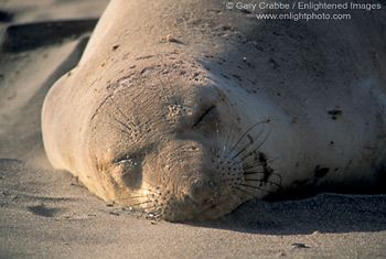 Female elephant seal resting on sand beach at Piedras Blancas, near San Simeon, Central Coast, California; Stock Photo photography picture image photograph fine art decor print wall mural gallery