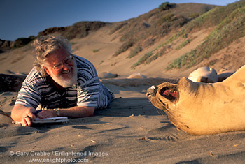 Naturalist on beach in freindly encounter with juvenile Elephant Seal, Piedras Blancas, Central Coast, California; Stock Photo photography picture image photograph fine art decor print wall mural gallery