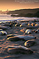 Elephant seals on sandy beach at sunset, Piedras Blancas, near San Simeon, California