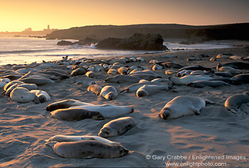 Herd of Elephant seals on sandy beach at sunset, Piedras Blancas, Central Coast, California; Stock Photo photography picture image photograph fine art decor print wall mural gallery