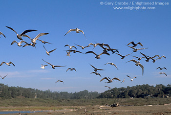 Flock of seagulls flying over sand beach at Cambria, Central Coast, California; Stock Photo photography picture image photograph fine art decor print wall mural gallery