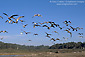 Flock of seagulls flying over sand beach at Cambria, Central Coast, California