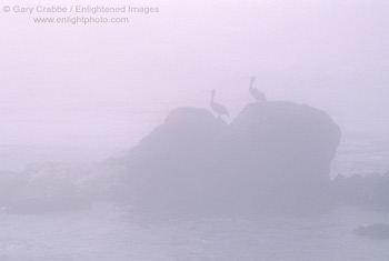 Pelicans on rock in coastal fog, near San Simeon, Central Coast, California; Stock Photo photography picture image photograph fine art decor print wall mural gallery