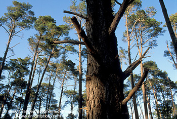 Monterey Pine Tree (Pinus Radiata) forest, Cambria, Central Coast, California; Stock Photo photography picture image photograph fine art decor print wall mural gallery