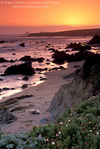 Lone elephant seal on sand beach at sunset, Piedras Blancas, Central Coast, California; Stock Photo photography picture image photograph fine art decor print wall mural gallery