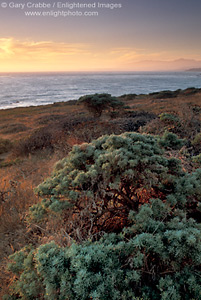 Sunset over Pacific Ocean and coastal flora on bluff at Cambria, Central Coast, California; Stock Photo photography picture image photograph fine art decor print wall mural gallery