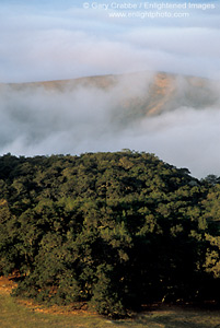 Coastal fog and oak tree covered hills near Cambria, Central Coast, California; Stock Photo photography picture image photograph fine art decor print wall mural gallery