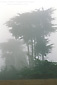 Monterey Pine trees in coastal fog, Cambria, Central Coast, California