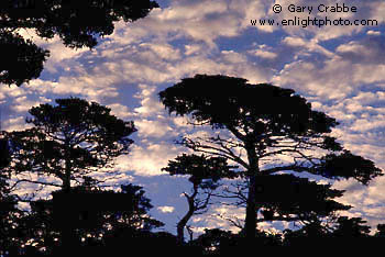 Cypress trees and clouds at sunrise, 17-Mile Drive, near Carmel, Monterey Peninsula, California
