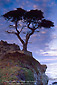 Lone cypress tree on the Monterey Peninsula, near Carmel, California