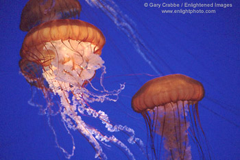 Jellyfish display, Monterey Bay Aquarium, Monterey, California