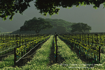 Vineyard in the foothills of the Sierra de Salinas, near Soledad, Monterey County, California