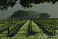 Vineyard in the foothills of the Sierra de Salinas, near Soledad, Monterey County, California