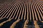 Plowed dirt rows in agricultural field, near Soledad, Monterey County, California