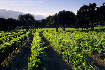 Vineyard along Carmel Valley Road Carmel Valley, Monterey County, California