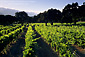 Vineyard along Carmel Valley Road Carmel Valley, Monterey County, California