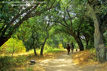 Horse riding on trail through oak trees at Garland Ranch Regional Park, Carmel Valley,Monterey Co., California