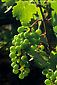 Wine grapes on the vine at Galante Vineyards, above Carmel Valley, Monterey County, California