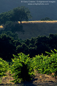 Grape vines and hills, Galante Vineyards, above Carmel Valley, Monterey County, California