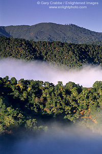 Coastal fog, oak trees, and hills, Cachaqua Road, above Carmel Valley, Monterey County, California