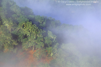 Coastal fog, oak trees, and hills, Cachaqua Road, above Carmel Valley, Monterey County, California