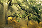 Oak trees and sunbeams, above Carmel Valley, Monterey County, California