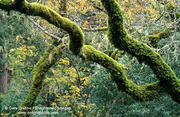 Moss covered trees, Austin Creek State Recreation Area, Sonoma County, California