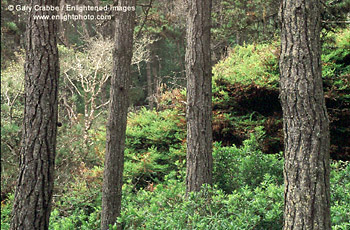 Trees and flora at Salt Point State Park, Sonoma Coast, California