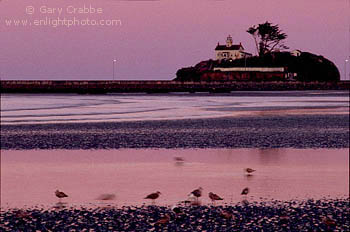 Pre-dawn light over Battery Point Lighthouse and sea gulls feeding in tidal flats, near Crescent City Harbor, Del Norte County, California