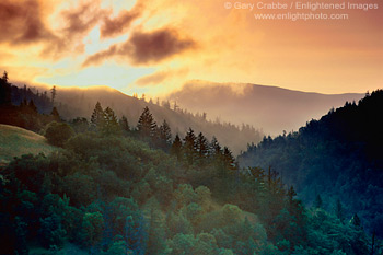 Sunrise through fog over redwood forest, near Miranda, Humboldt County, California