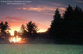 Sunset through trees at Patrick's Point State Park, near Trinidad, Humboldt County, California