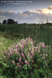 Sunset, fog, and lupines at the Arcata Marsh, Arcata, Humboldt County, California