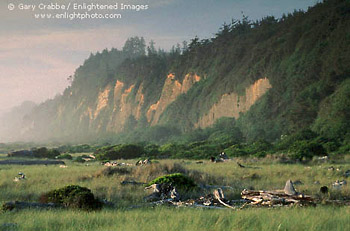 Gold Bluff Beach, Redwood National Park, near Orick, Humboldt County, California